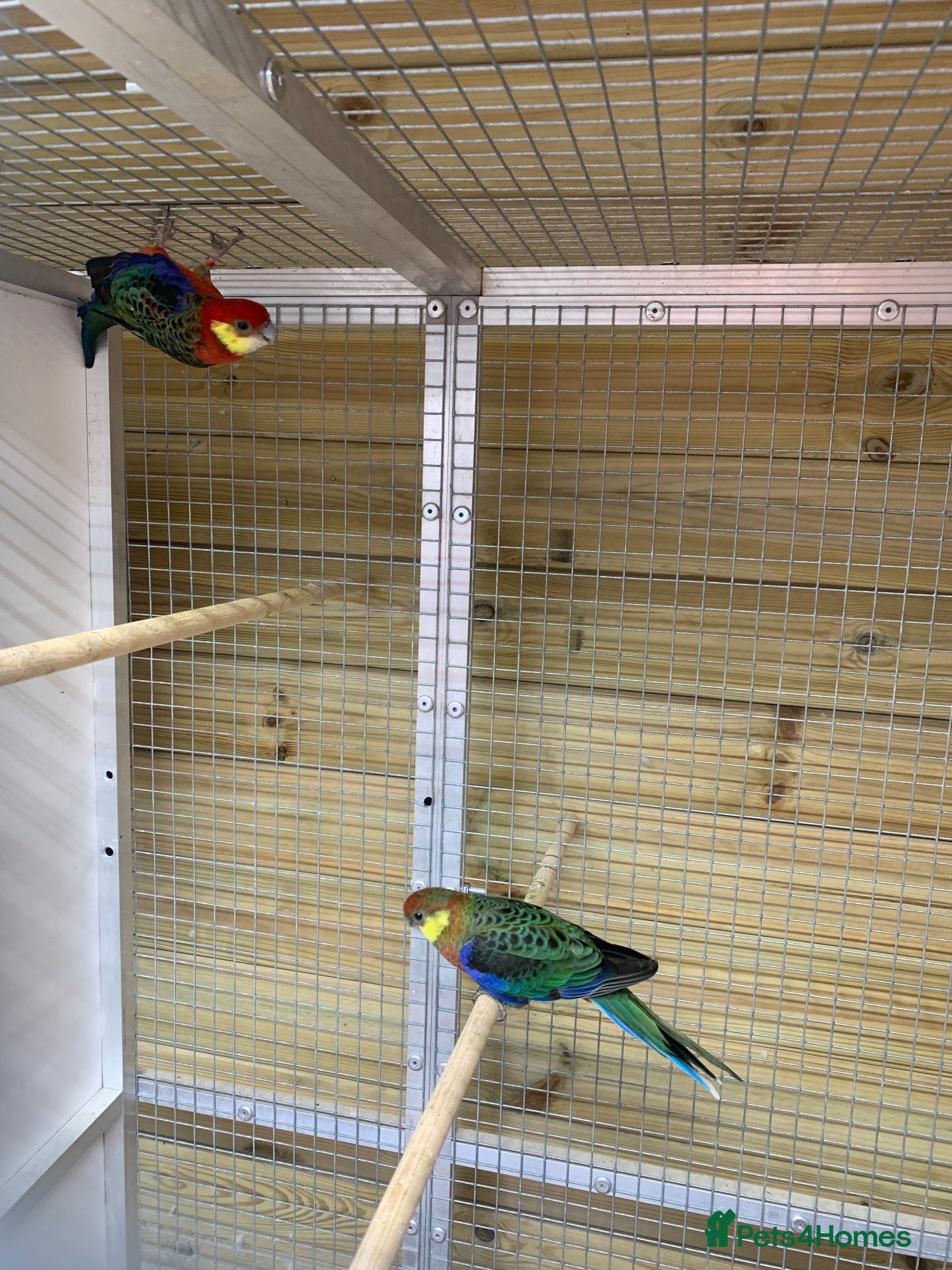 Parakeets birds Pair western rossellas - Advert 1