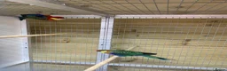 Parakeets birds for sale: Pair western rossellas - Advert 1