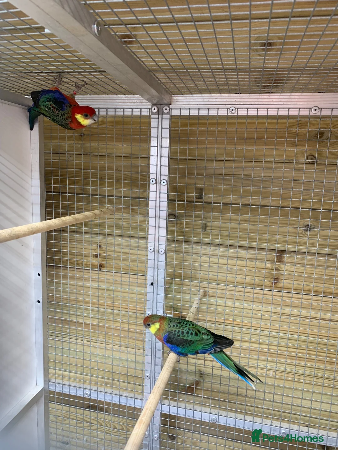 Parakeets birds for sale: Pair western rossellas - Advert 1