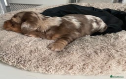 Miniature Dachshund dogs for sale: Kc reg choclate & tan dapple male dachshund  - Image 4