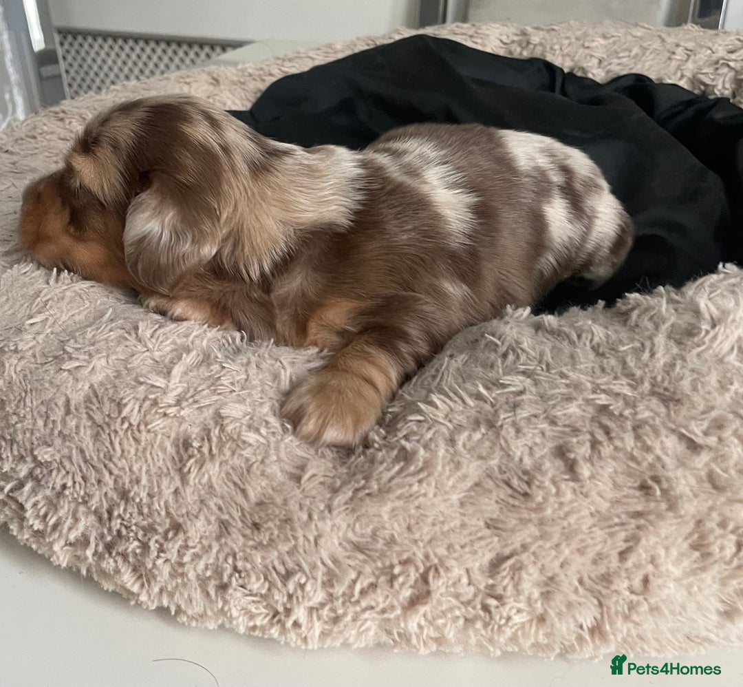 Miniature Dachshund dogs for sale: Kc reg choclate & tan dapple male dachshund  - Image 4