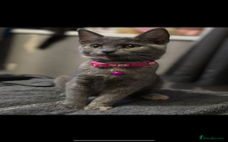 Domestic Shorthair cats for sale: 1 beautiful kittens  - Image 3
