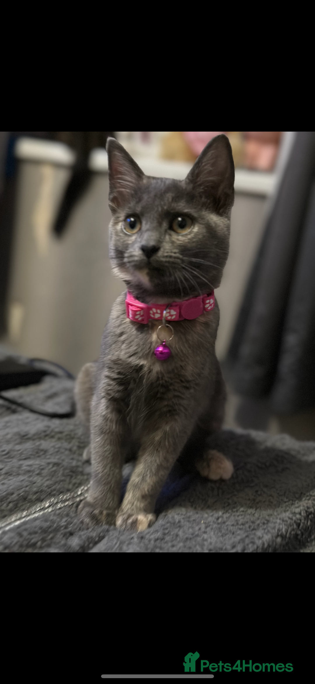 Domestic Shorthair cats for sale: 1 beautiful kittens  - Image 3