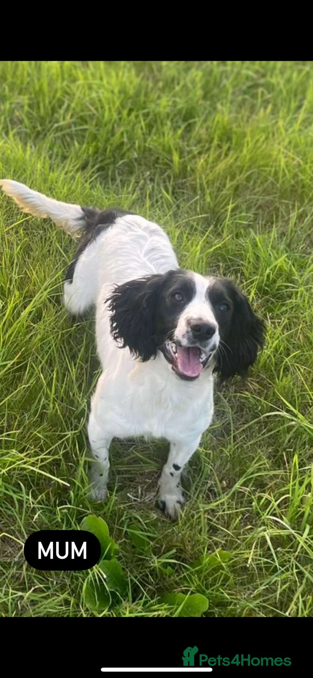 Cockapoo dogs for sale: 🎅Beautiful Cockapoo puppies🐶 - Advert 13