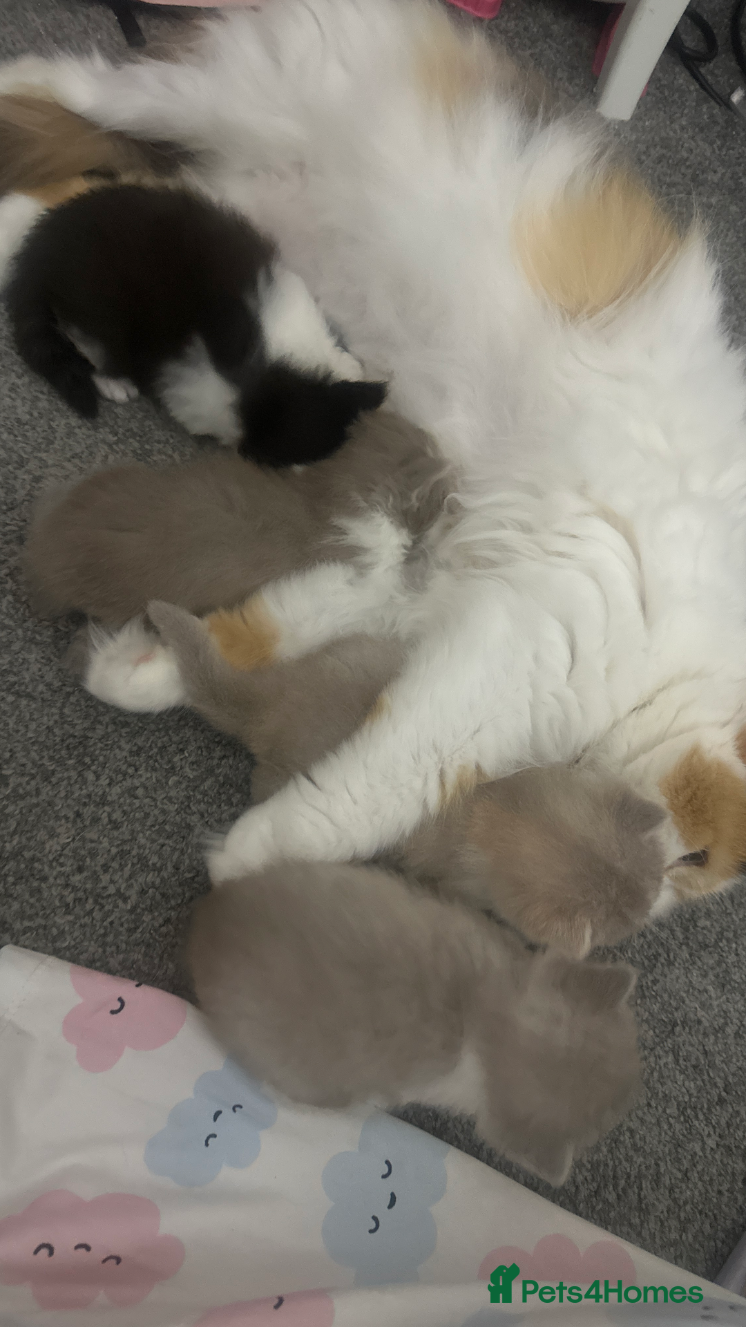 British Shorthair cats for sale: BSH/BLH Females TICA Reg  - Image 16