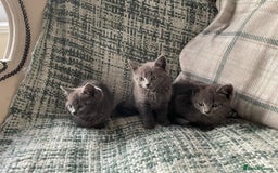 Mixed Breed cats for sale: 3 grey beautiful kittens  - Image 6