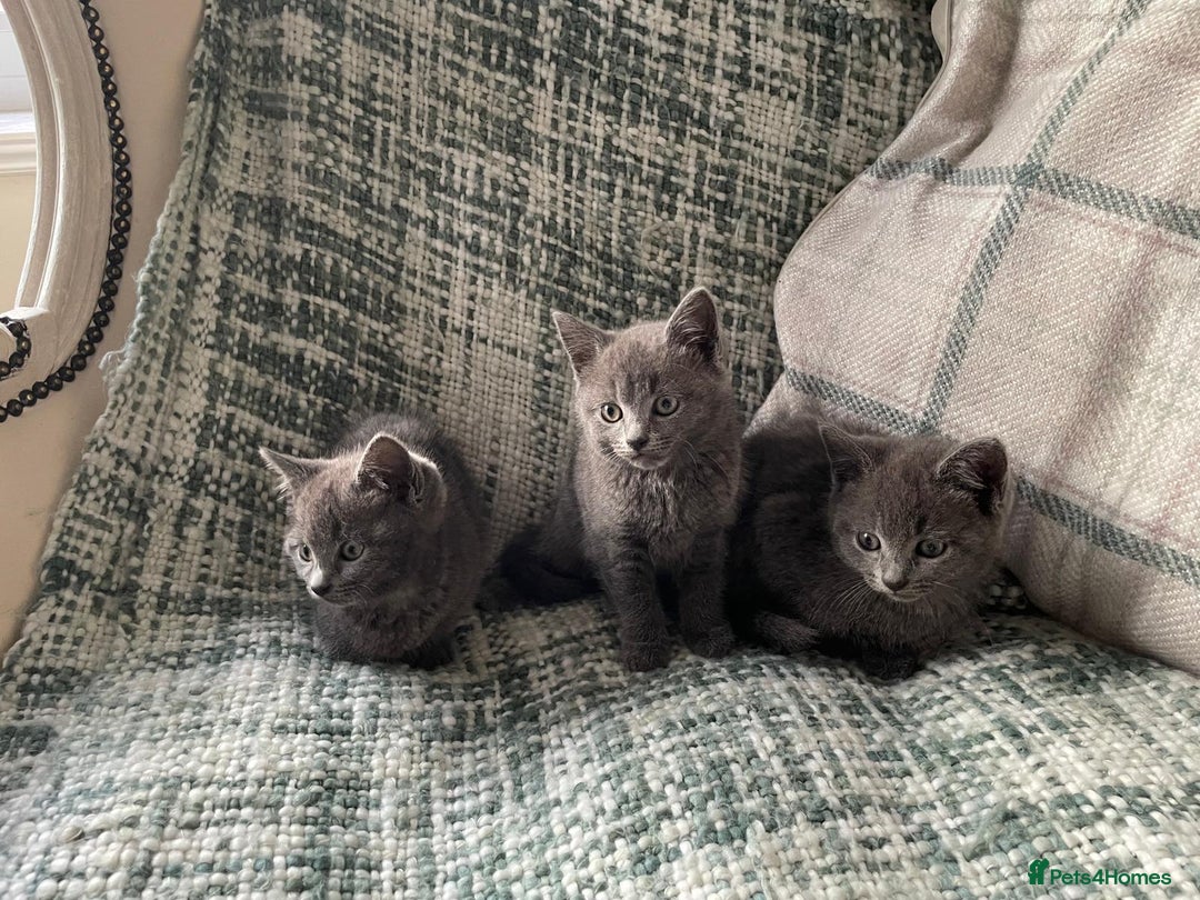 Mixed Breed cats for sale: 3 grey beautiful kittens  - Image 6