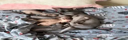 Sphynx cats for sale: New Sphynx Litter Available Now! - Advert 18