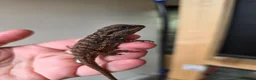 Bearded Dragon reptiles for sale: Baby red monster bearded dragons  - Advert 5
