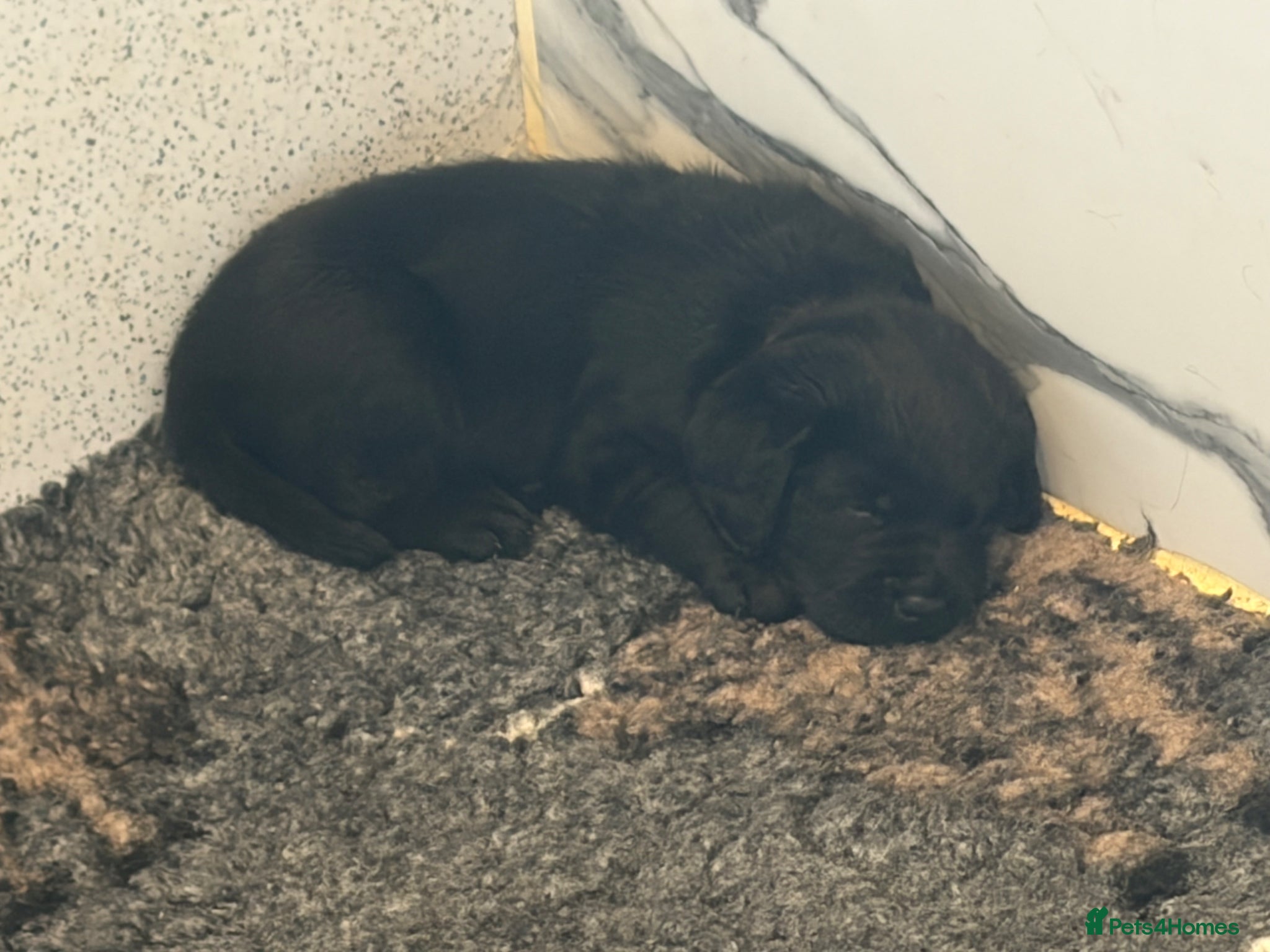 Labrador Retriever dogs KC registered Show Labrador puppies for sale  - Advert 7