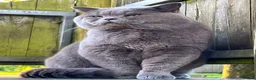 British Shorthair cats for sale: Beautiful British Shorthair & British Longhair  - Advert 6