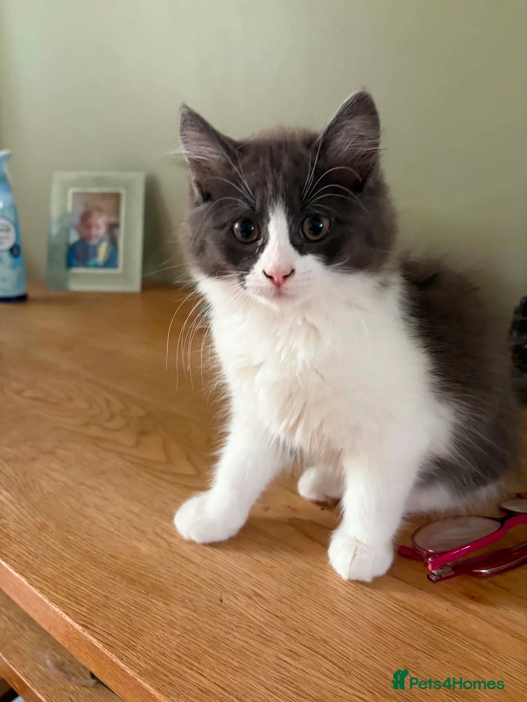 Ragdoll cats for sale: Beautiful ragdoll cross - Advert 3