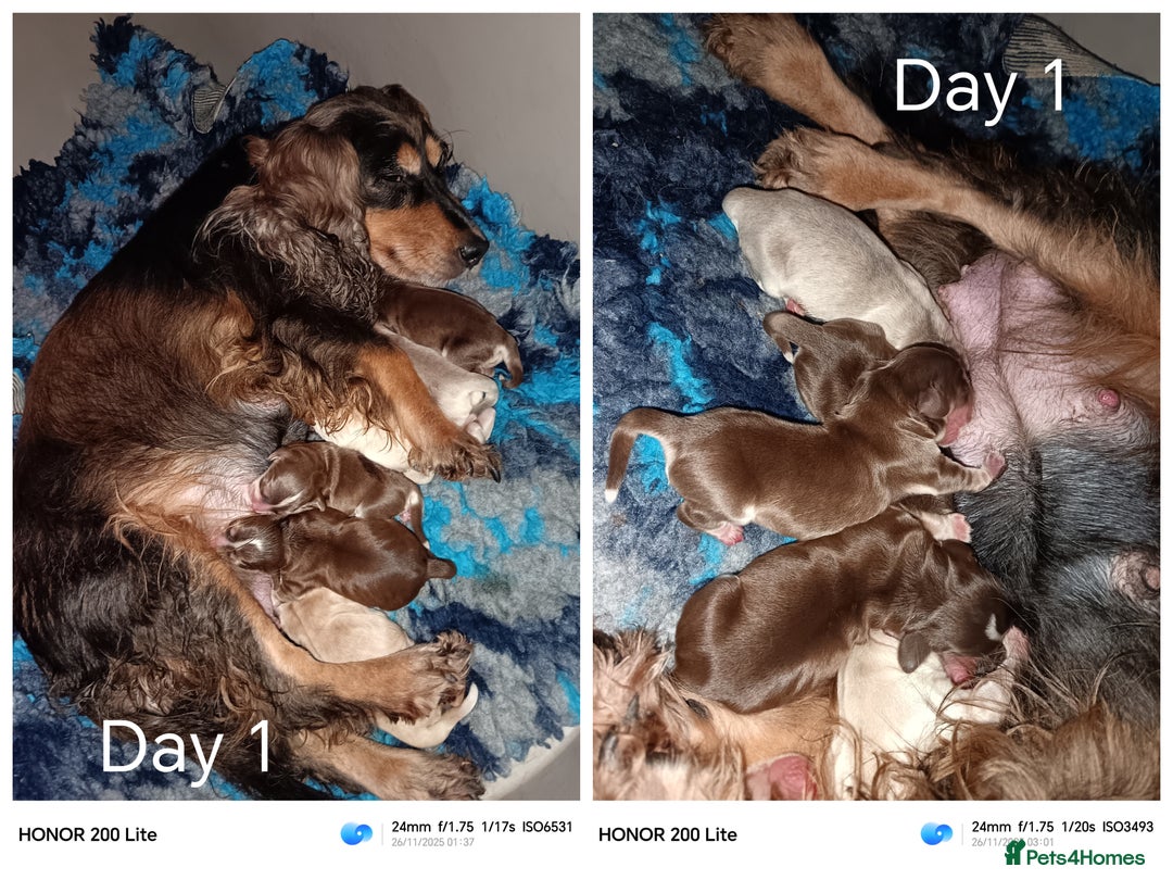 Cocker Spaniel dogs for sale: Show type Cocker Spaniel puppies - Advert 1