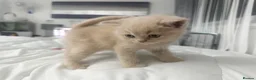 British Shorthair cats for sale: ⭐️ 6 BRITISH CREAM SHORTHAIR ⭐️ - Advert 14