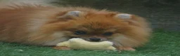 Pomeranian dogs for sale: * Pomeranians available to forever loving homes * - Advert 6