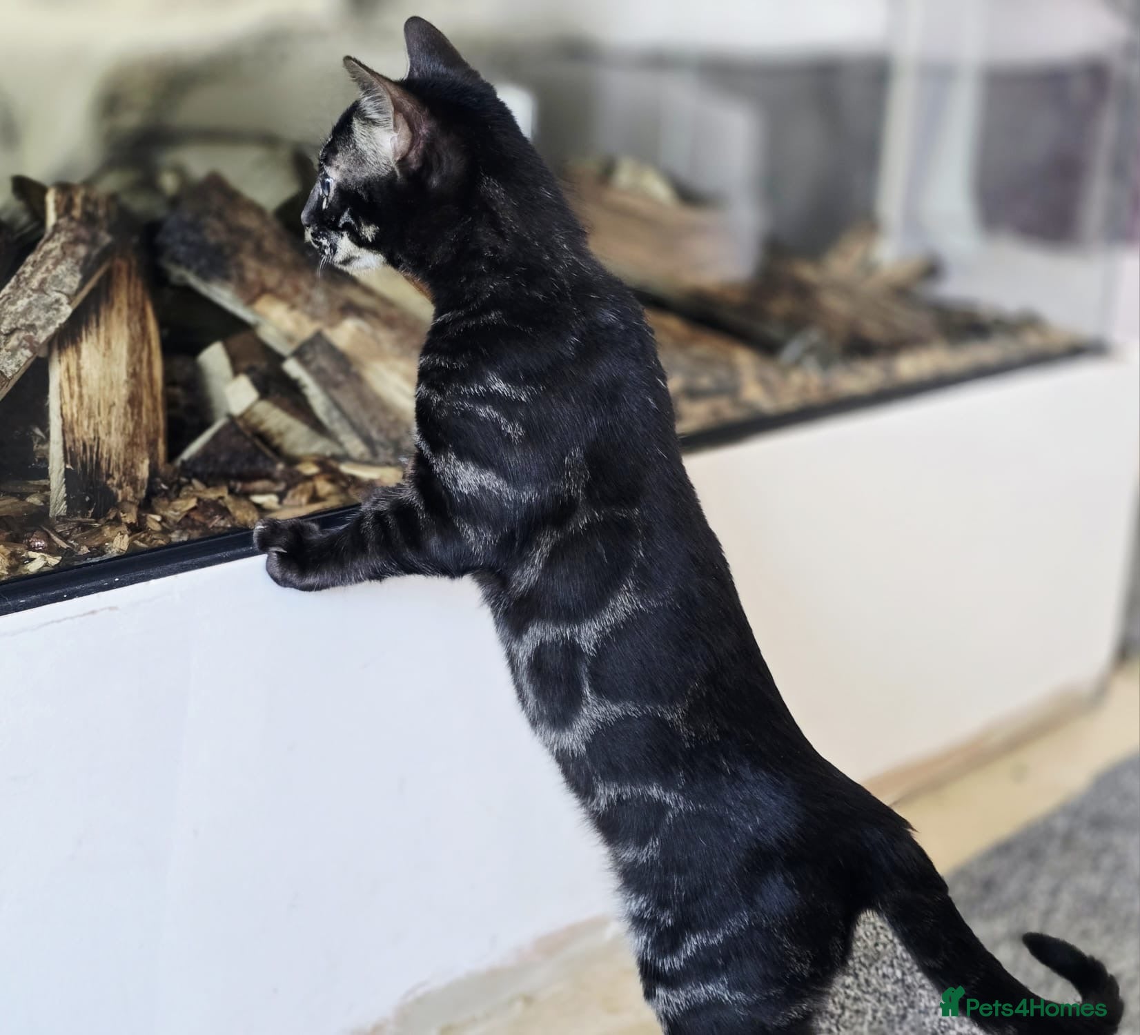 Bengal cats for sale: Exceptional bengal babies 🐆💎❤️ - Advert 1