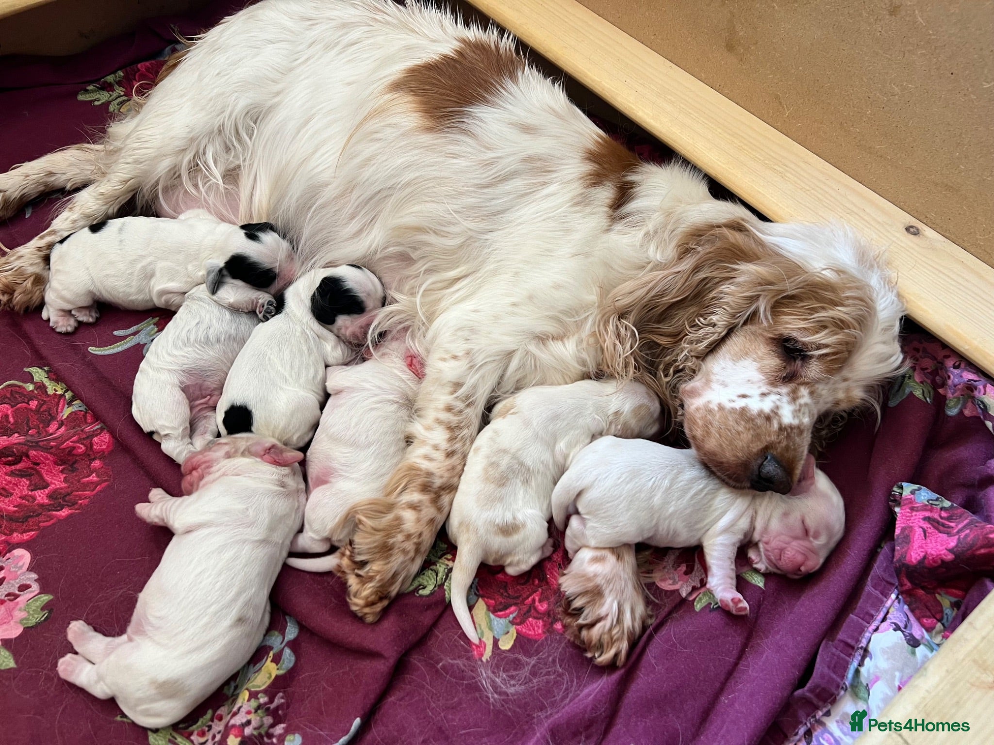 Cocker Spaniel dogs Gorgeous Show Type Cocker Spaniel Puppies KC Reg - Advert 2