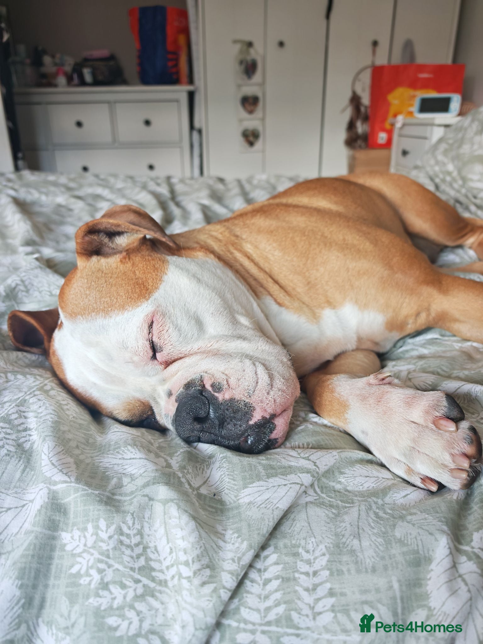 Olde English Bulldogge dogs Winnie old English bulldog  - Advert 2