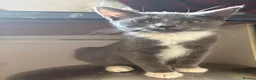 Mixed Breed cats for sale: Little ones are looking for loving home - Advert 7