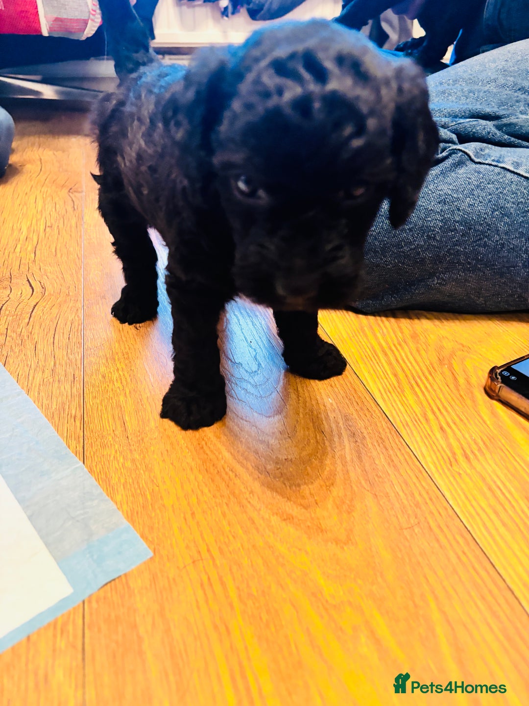 Labradoodle dogs for sale: Miniature Labradoodles - Advert 8