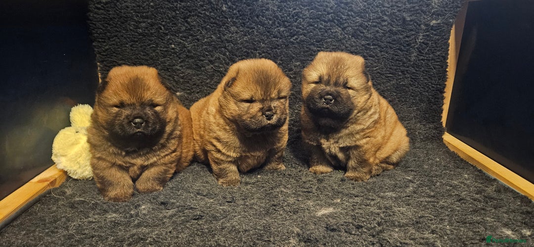 Chow Chow dogs for sale: Kc registered Chow chow puppies  - Advert 19