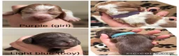 Cocker Spaniel dogs for sale: Stunning Show-Type Cocker Spaniel Puppies - Advert 12