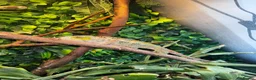 Chameleon reptiles for sale: 7 month old panther chameleon  - Advert 2