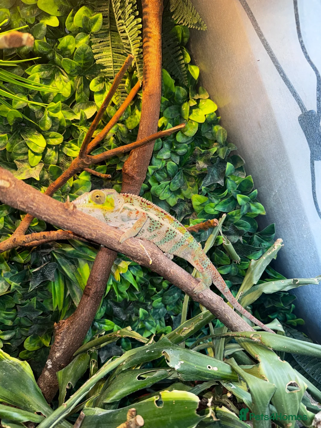 Chameleon reptiles for sale: 7 month old panther chameleon  - Advert 2