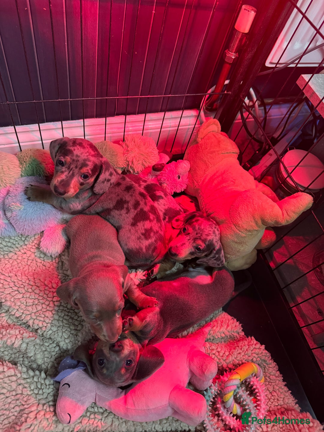 Miniature Dachshund dogs for sale: READY NOW  - Advert 37