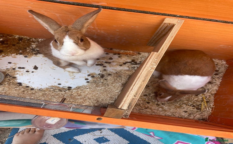 Netherland Dwarf rabbits - Advert 2