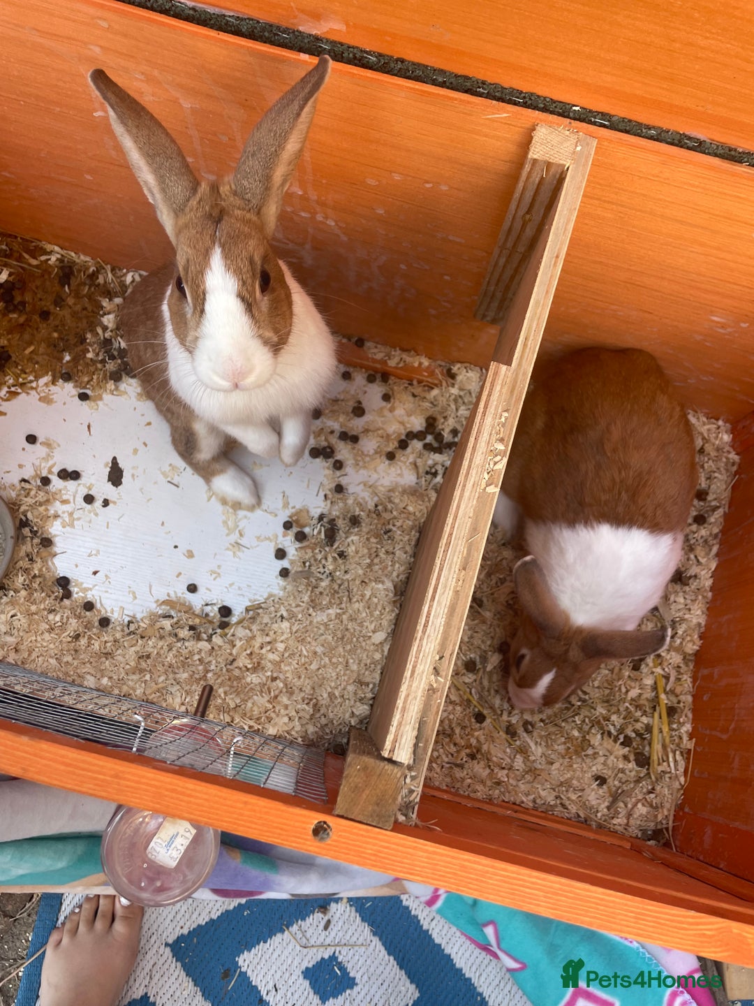 Netherland Dwarf rabbits for sale: 2 beautiful dwarf rabbits - Image 1