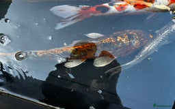 Koi Carp fish for sale: Japanese koi carp £100 each  - Image 28