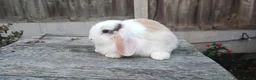 Mini Lop rabbits for sale: Minilop bunnies and Adult Female  - Advert 8