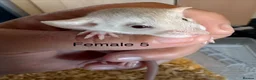 Rat rodents for sale: Mixed sex dwarf Dumbo Rats - Advert 25