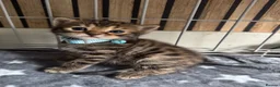 Bengal cats for sale: Stunning beautiful natured bengal cross kittens - Advert 36