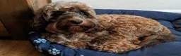 Miniature Poodle dogs for stud: Stunning Sable F1 Cockapoo DNA tested 100% success in Cannock - Advert 14
