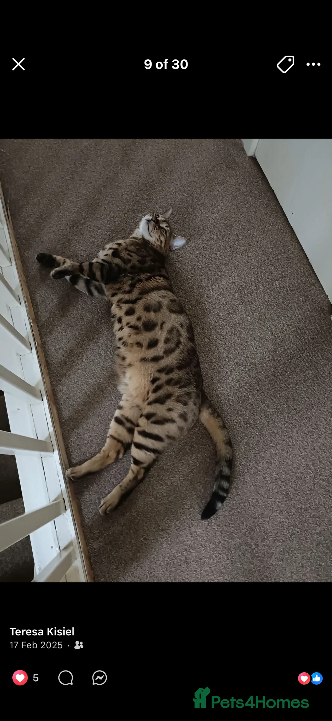 Bengal cats for sale:  Bengal Ozzy - Advert 2