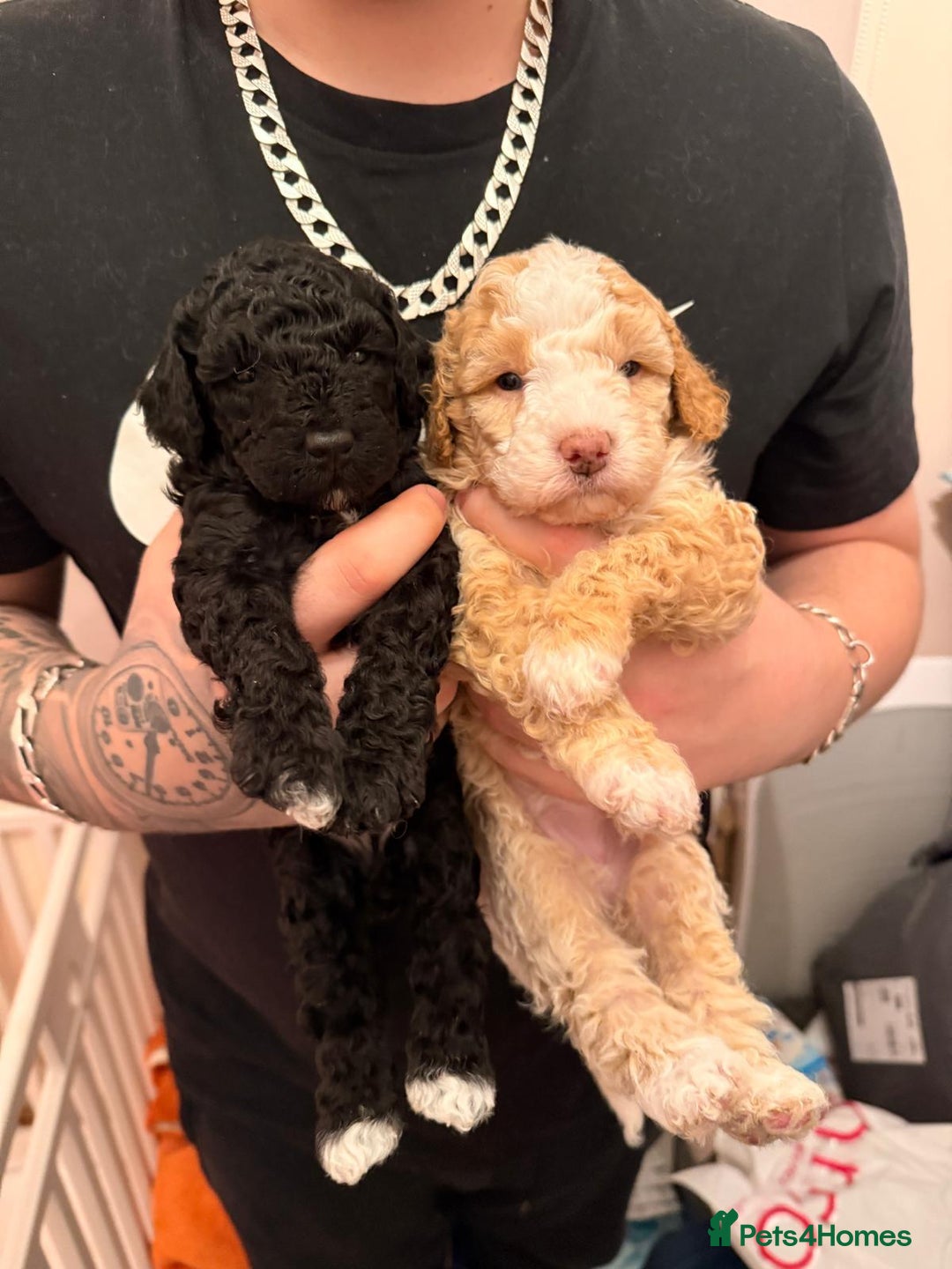 Cavapoo dogs for sale: 2 Male 2 Female unique colours Cavapoo’s - Advert 12