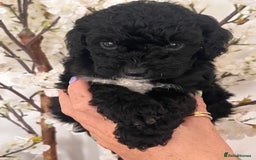 Sproodle dogs for sale: Sproodle puppies  - Image 23