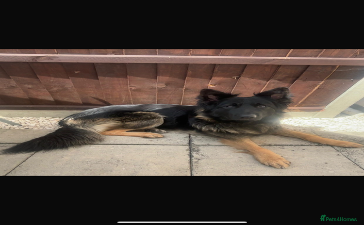 German Shepherd dogs - Advert 3