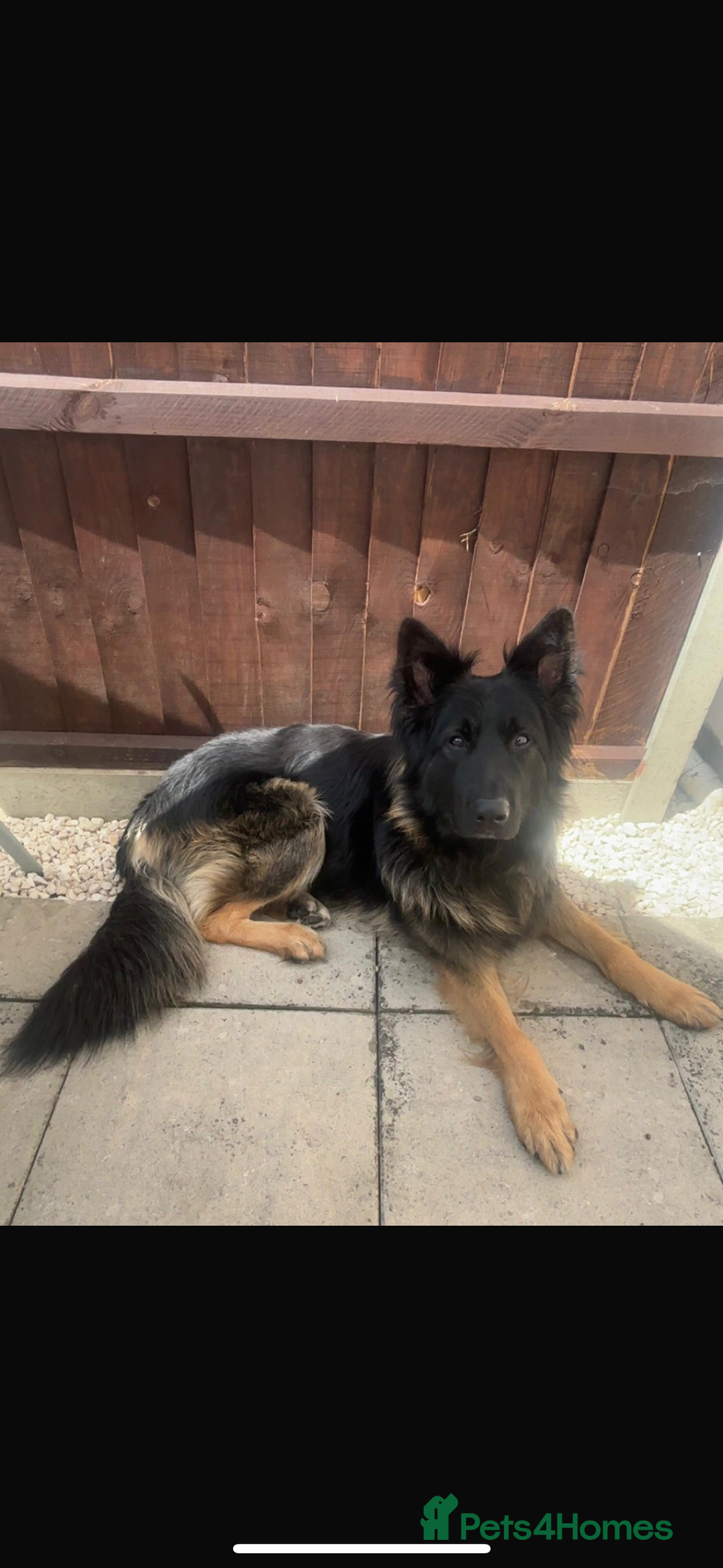 German Shepherd dogs for sale: 2 year old male German shepherd  - Image 1