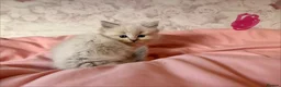 Ragdoll cats for sale: 🌟RAGDOLL KITTENS 🌟 - Advert 9