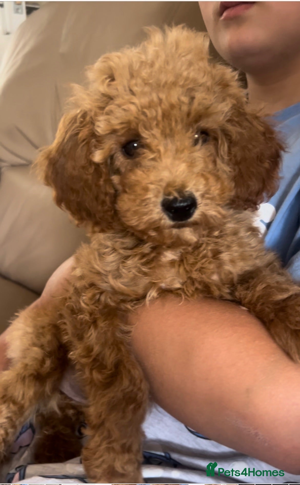 Maltipoo dogs Quality Maltipo’s ready to leave 1 boy available - Advert 3