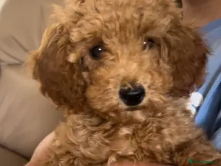 Maltipoo dogs Quality Maltipo’s ready to leave 1 boy available - Advert 3