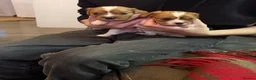 Cavalier King Charles Spaniel dogs for sale: King Charles puppies  - Advert 4