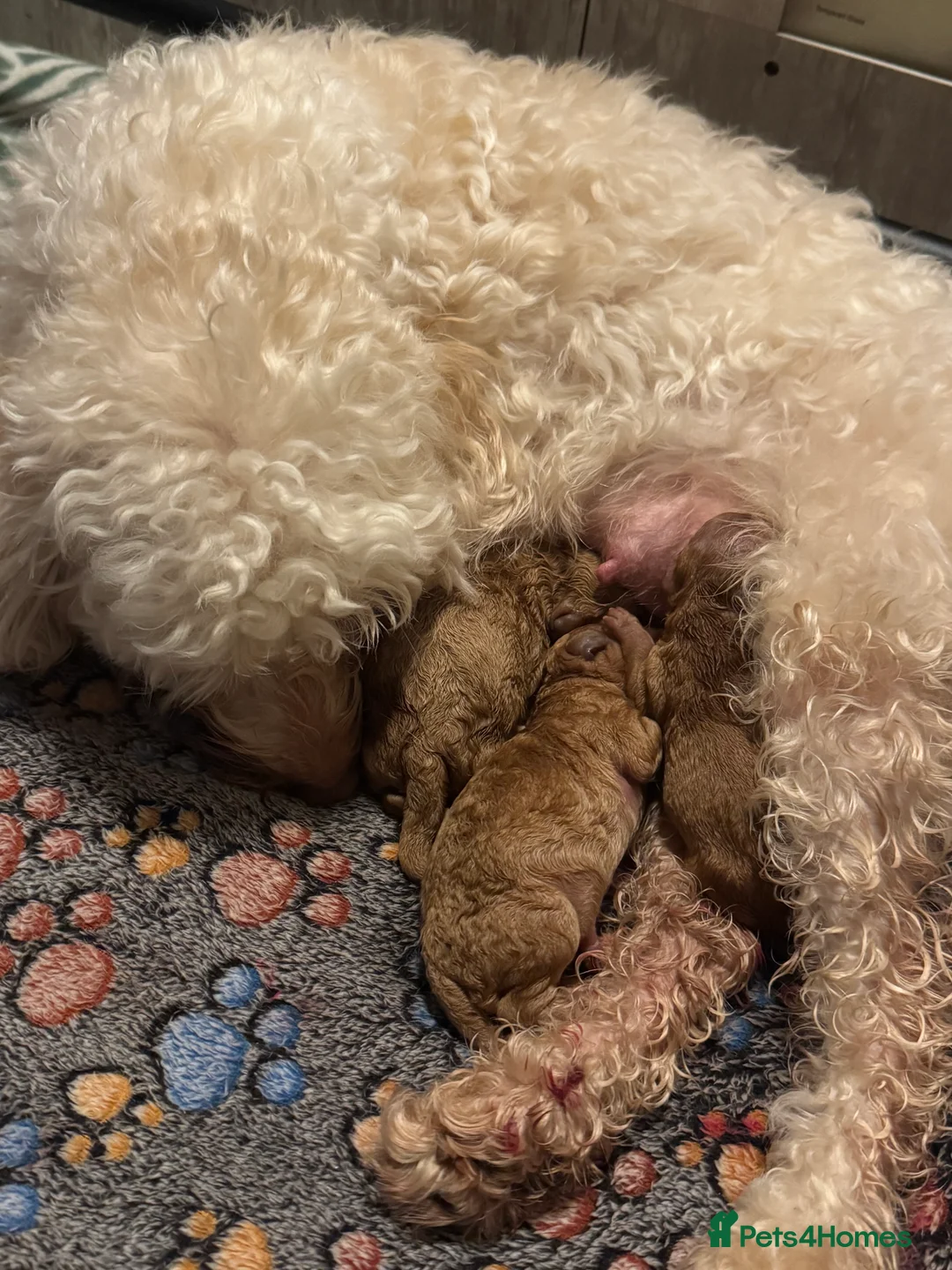 Cockapoo dogs for sale: F2 Apricot Cockapoos - Advert 2