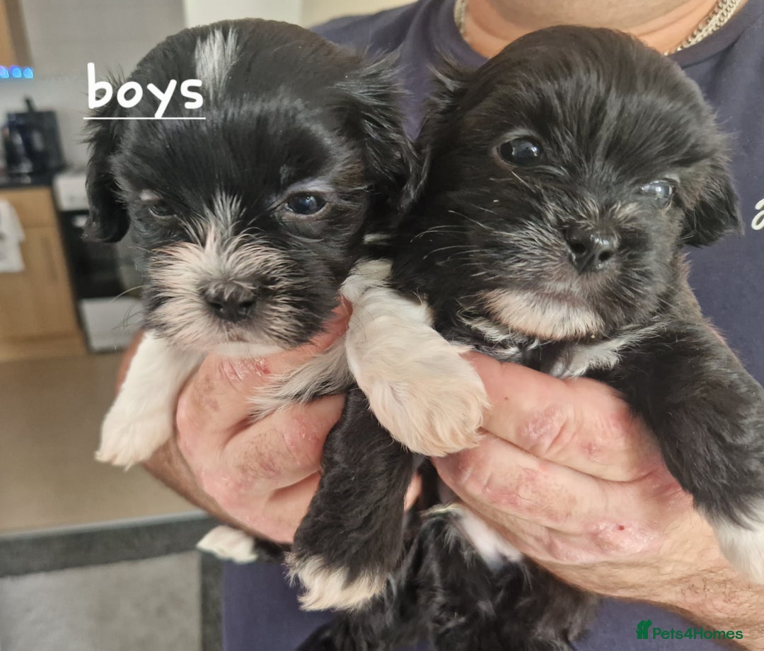 Malshi dogs for sale: Beautiful malshi puppies  - Image 24