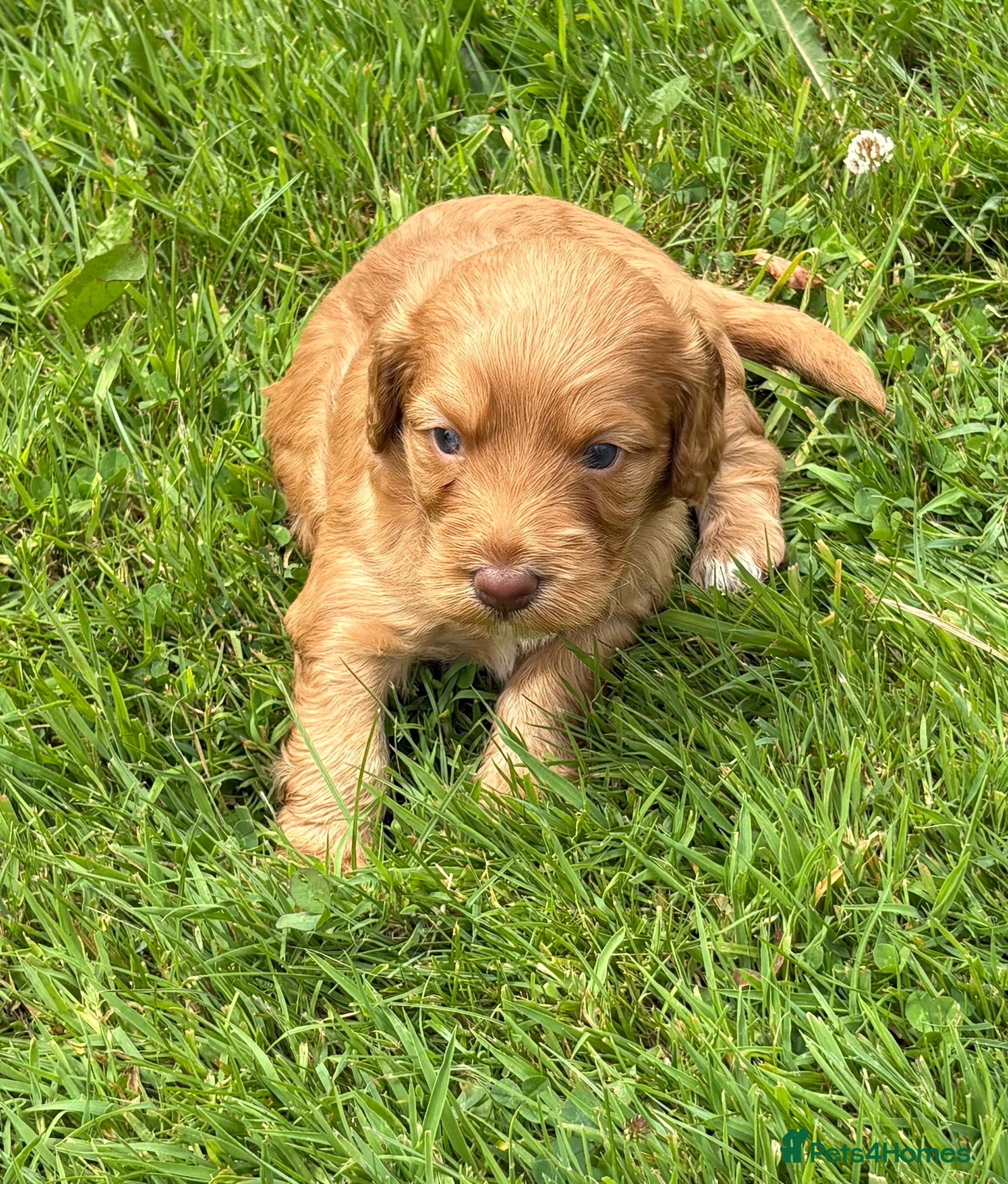 Cockapoo dogs Red cockerpoo Puppies - Advert 1