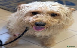 Mixed Breed dogs for adoption: Wonderful Marcus needs a loving home - Image 13
