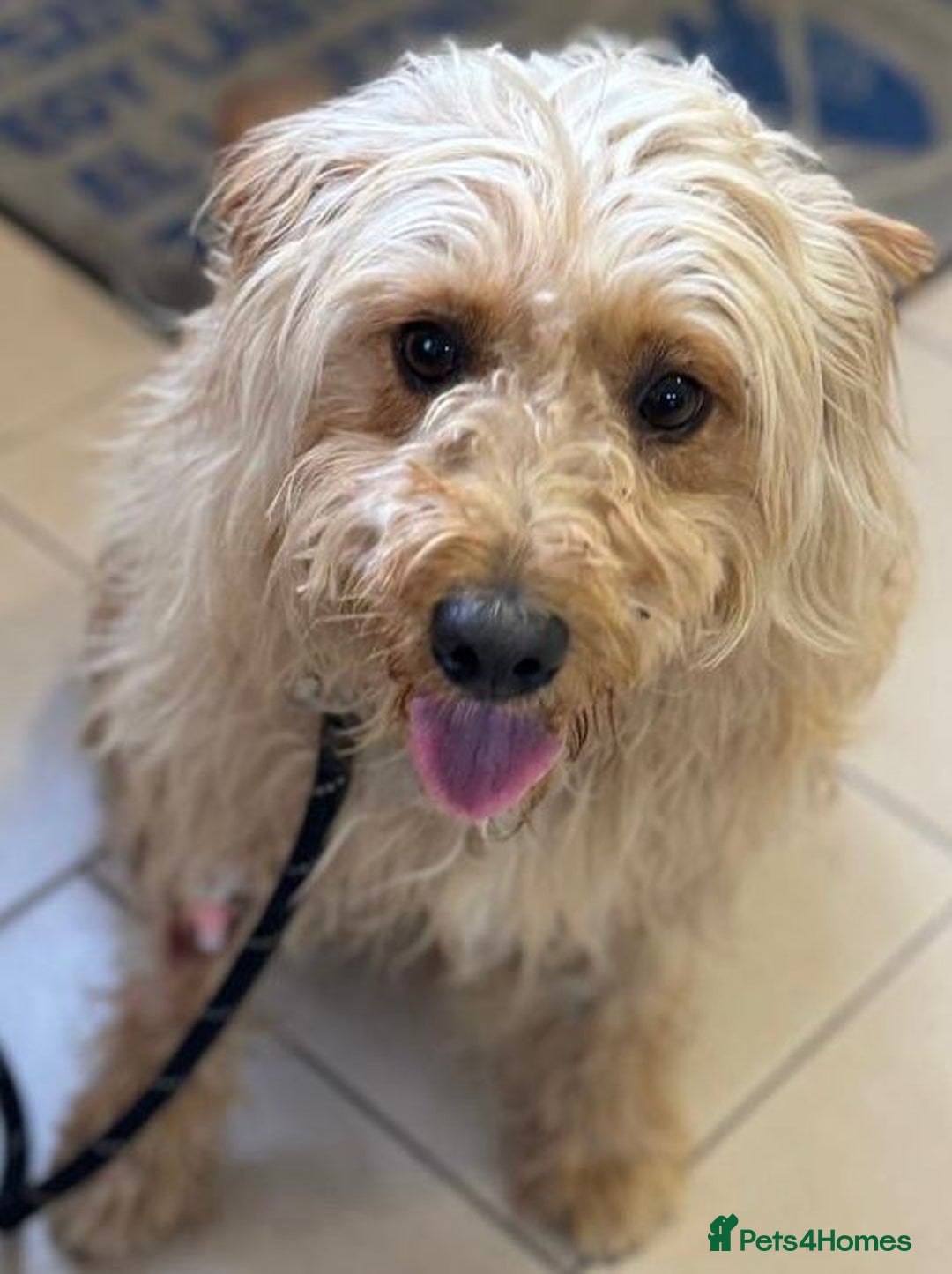 Mixed Breed dogs for adoption: Wonderful Marcus needs a loving home - Image 13